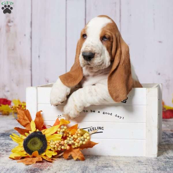 Scott, Basset Hound Puppy